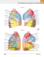 Frank H. Netter, MD - Atlas of Human Anatomy (6th ed ) 2014, page 228